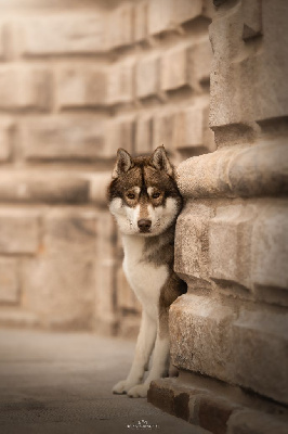 Étalon Siberian Husky - Ulk Des Chants Nordiques