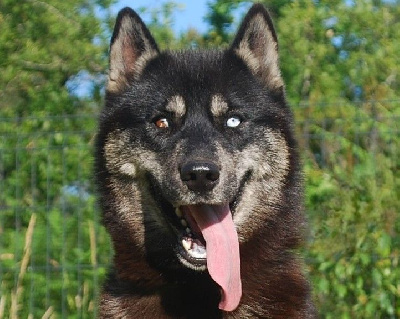 Étalon Siberian Husky - Alcateia Das Neves Kali