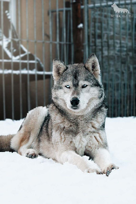 Étalon Siberian Husky - tobake before Sunshine