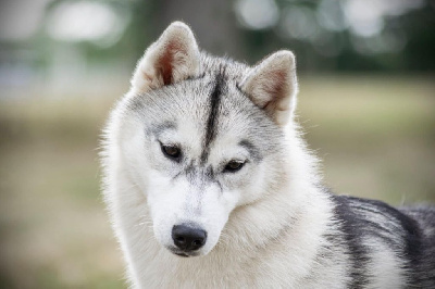 Étalon Siberian Husky - Vaïa des rèves polaires