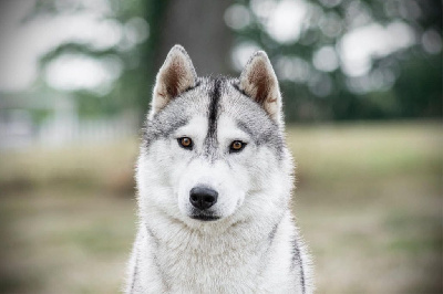 Étalon Siberian Husky - Swann des reves polaires