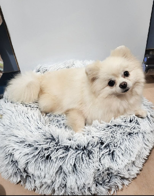 Étalon Spitz allemand - CH. Tasmanie du Jardin des Lutins