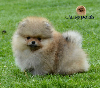 Étalon Spitz allemand - Aime-moi doudou Des Câlins Dorés