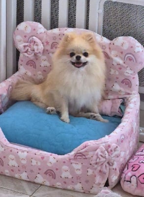 Étalon Spitz allemand - veles starlight Shic of life