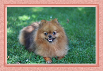 Étalon Spitz allemand - Vox populi rose des Gardiens d'Hadès