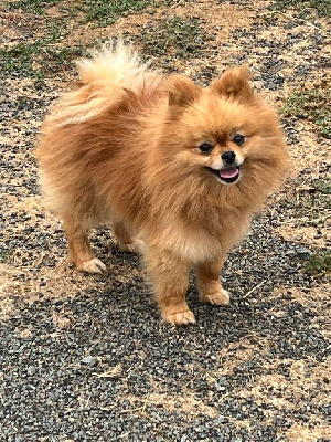 Étalon Spitz allemand - Show must go on sunny du Crystal Noir