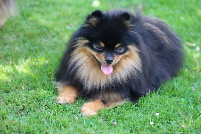 Étalon Spitz allemand - Vulcania zorro est arrive des Gardiens d'Hadès