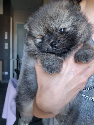 Étalon Spitz allemand - Alésia De La Casa Del Spitz