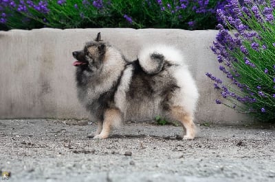 Étalon Spitz allemand - CH. Jch sparkling star De La Lumière D'Héméra