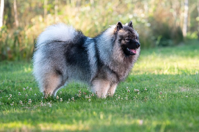 Étalon Spitz allemand - Unicorn legend lady iris De La Lumière D'Héméra
