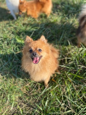 Étalon Spitz allemand - Princesse pia De La Truffe Royale