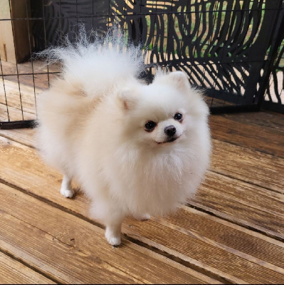 Étalon Spitz allemand - CH. U my jump Des Pom Caraïbes D'Ela