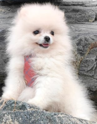 Étalon Spitz allemand - V gumilho de l'ange Gardien de Faujus