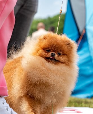 Étalon Spitz allemand - Pom Of The Gang Ulka