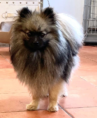 Étalon Spitz allemand - Vox populi de Saint Montange