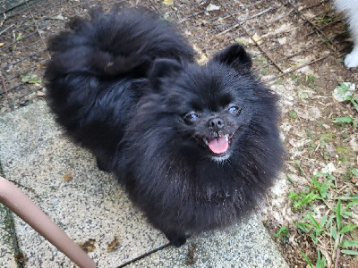 Étalon Spitz allemand - CH. Venise Des muses du haut forez