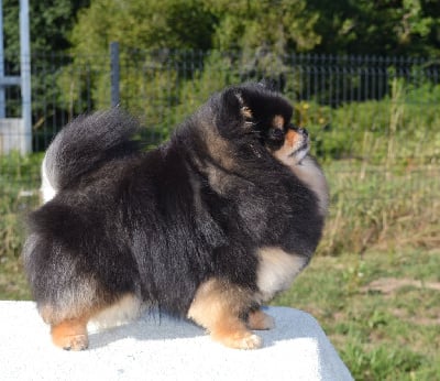 Étalon Spitz allemand - Tentation cerise noire D'une Banquise Et D'un Roi