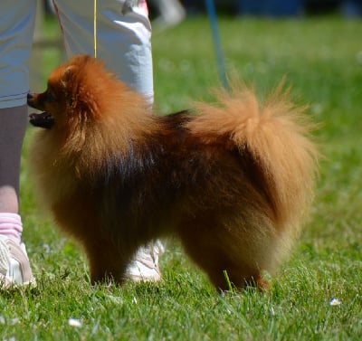 Étalon Spitz allemand - Unie de l'ange aux papillons