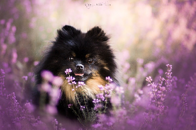 Étalon Spitz allemand - Roxy du domaine de la Tournelle
