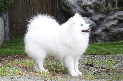 Étalon Spitz japonais - red rendell Nazar