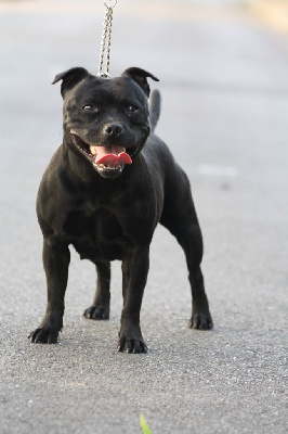Étalon Staffordshire Bull Terrier - Una stella in corsica des Espoirs de Wallieux