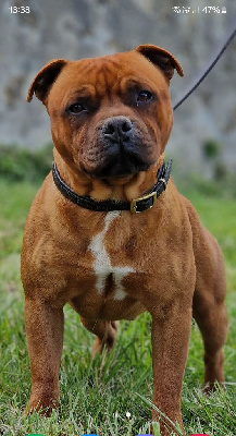 Étalon Staffordshire Bull Terrier - CH. Toretto De La Furia Roja