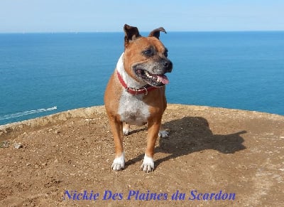 Étalon Staffordshire Bull Terrier - Nickie des plaines du scardon