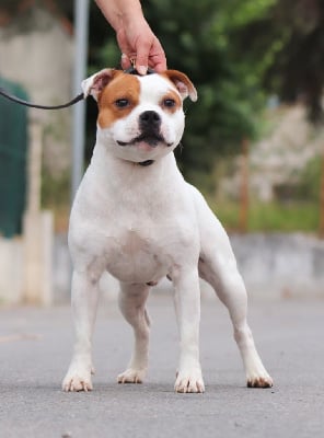 Étalon Staffordshire Bull Terrier - Ultimate warrior Sweet Dream Stafford