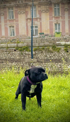 Étalon Staffordshire Bull Terrier - Uta Of Lnm’s Guardian