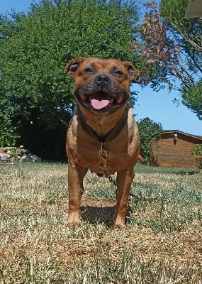Étalon Staffordshire Bull Terrier - Nell (Sans Affixe)