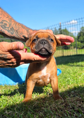 Étalon Staffordshire Bull Terrier - Arka red bomb The Magical World Of Stafford