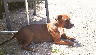 Étalon Staffordshire Bull Terrier - Everybody's Got Téma