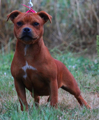 Étalon Staffordshire Bull Terrier - Vaiarii Du Domaine Des Audacieux
