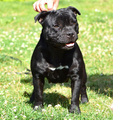 Étalon Staffordshire Bull Terrier - Vent d'amour vita The Black Of Mila