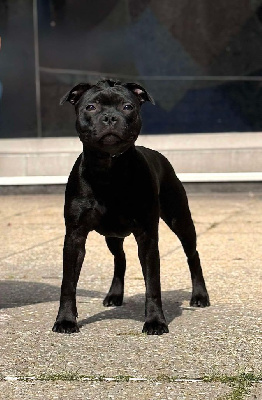 Étalon Staffordshire Bull Terrier - Skillstaff All eyez on me