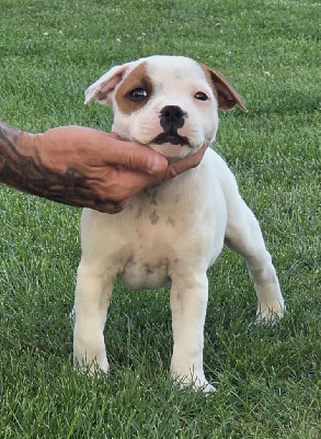 Étalon Staffordshire Bull Terrier - Apple The Magical World Of Stafford