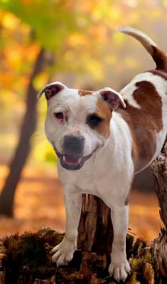 Étalon Staffordshire Bull Terrier - Toscane Du Domaine De Neilganne