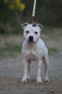 Étalon Staffordshire Bull Terrier - Hunzzy Family Shine like a diamonds