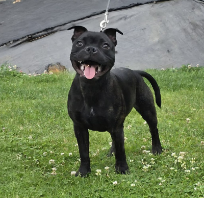 Étalon Staffordshire Bull Terrier - Arès aka stark The Magical World Of Stafford