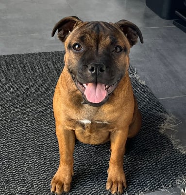 Étalon Staffordshire Bull Terrier - A perdre la raison aka bella De L'Empreinte De Minnie