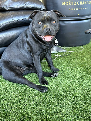 Étalon Staffordshire Bull Terrier - Uma (Sans Affixe)