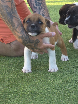 Étalon Staffordshire Bull Terrier - Ayko The Magical World Of Stafford