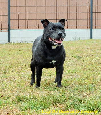 Étalon Staffordshire Bull Terrier - Lizzy du hameau de fontenay