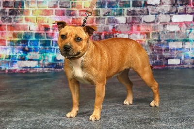 Étalon Staffordshire Bull Terrier - Sweety red Des Narcisses Du Royaume D'egypte