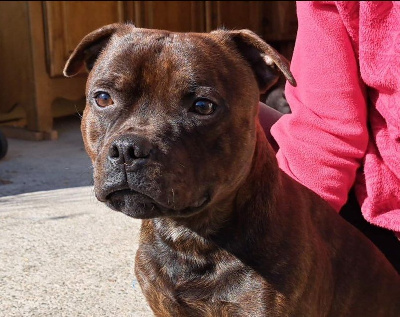 Étalon Staffordshire Bull Terrier - Monkey D'SBT Utah