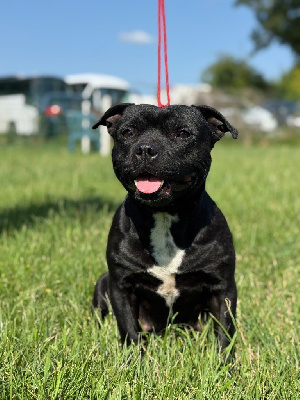 Swoop Des Centaures Du Mont Pelion