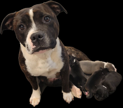 Étalon Staffordshire Bull Terrier - Udji trois mas (Sans Affixe)