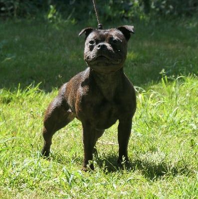 Étalon Staffordshire Bull Terrier - U drive me crazy De Contagious Magic