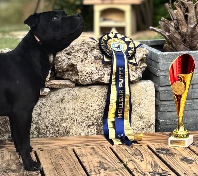 Étalon Staffordshire Bull Terrier - Voice DU DOMAINE DES SIX BOURGEOIS