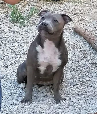 Étalon Staffordshire Bull Terrier - O'kara of Cuddle and Beauty